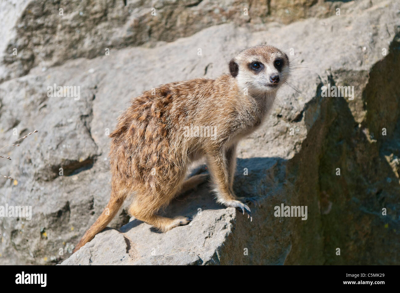 Meerkat, Lynx lynx, sur un rocher | Erdmaennchen, Lynx lynx, auf einem Stein Banque D'Images