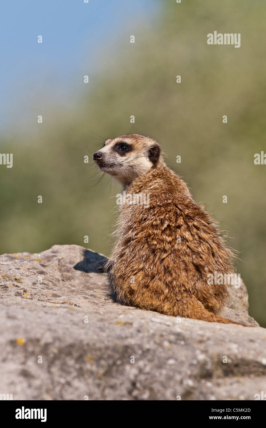 Meerkat, Lynx lynx, assis sur un rocher | Erdmaennchen, Lynx lynx, sitzt auf einem Stein Banque D'Images