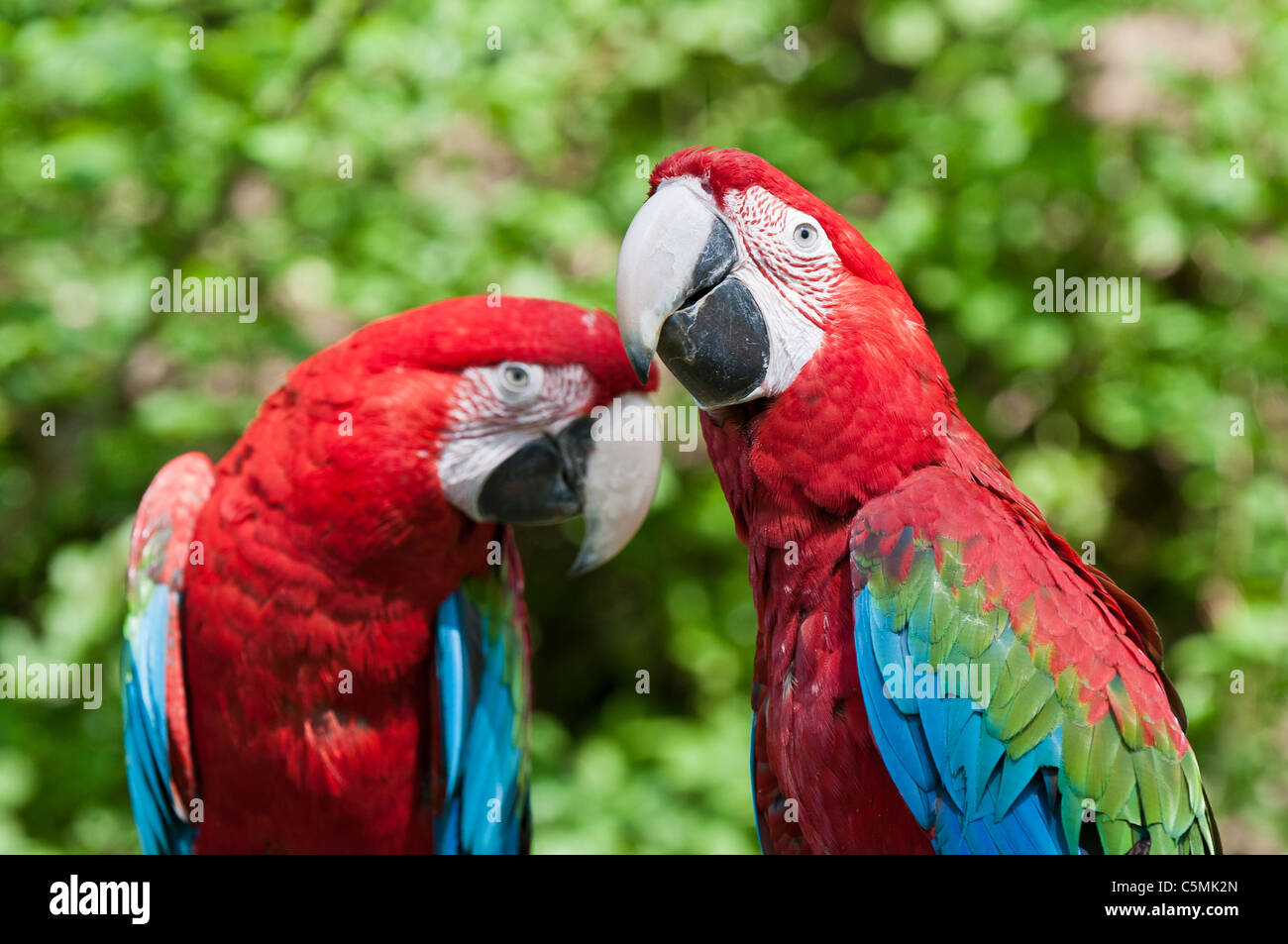 Red-et-Ara vert ou vert-winged Macaw Ara chloroptera, paire, Gruenfluegelara Dunkelroter | oder Ara, Ara chloroptera, Paar Banque D'Images