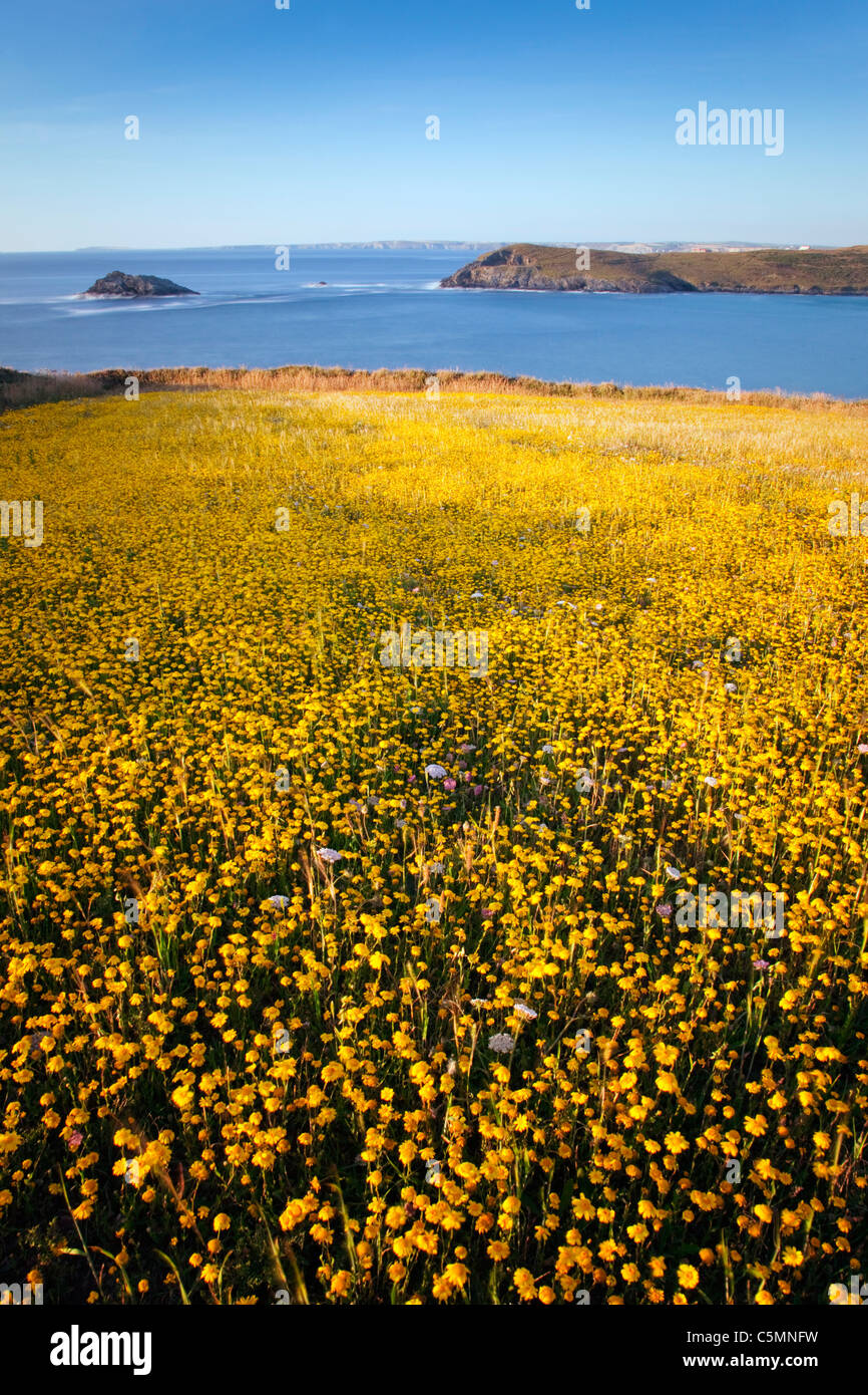 Fleurs de maïs ; Chrysanthemum segetum ; à West Pentire, Cornwall Banque D'Images