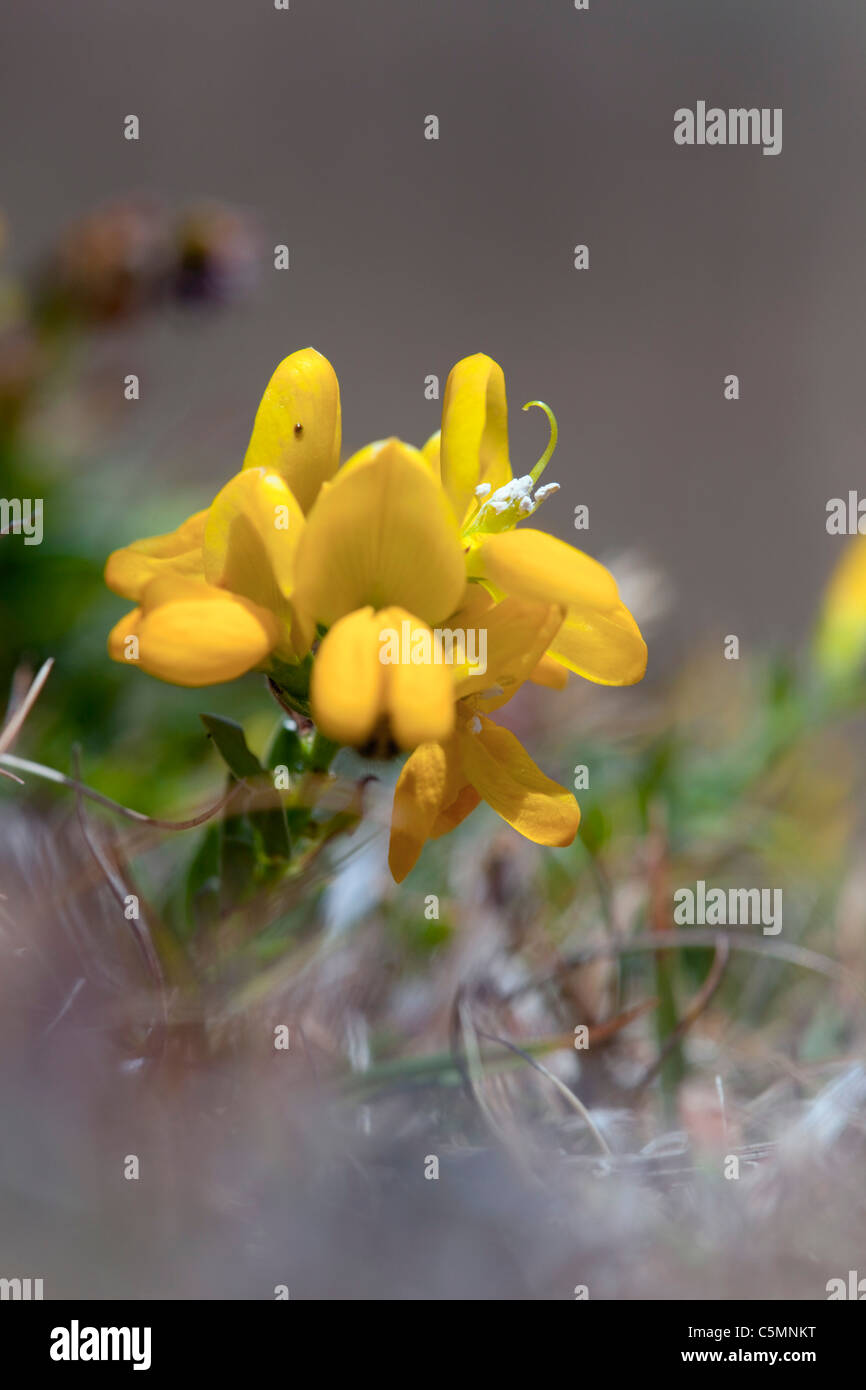 Dyer's Greenweed ; Genista tinctoria, Cornwall Banque D'Images