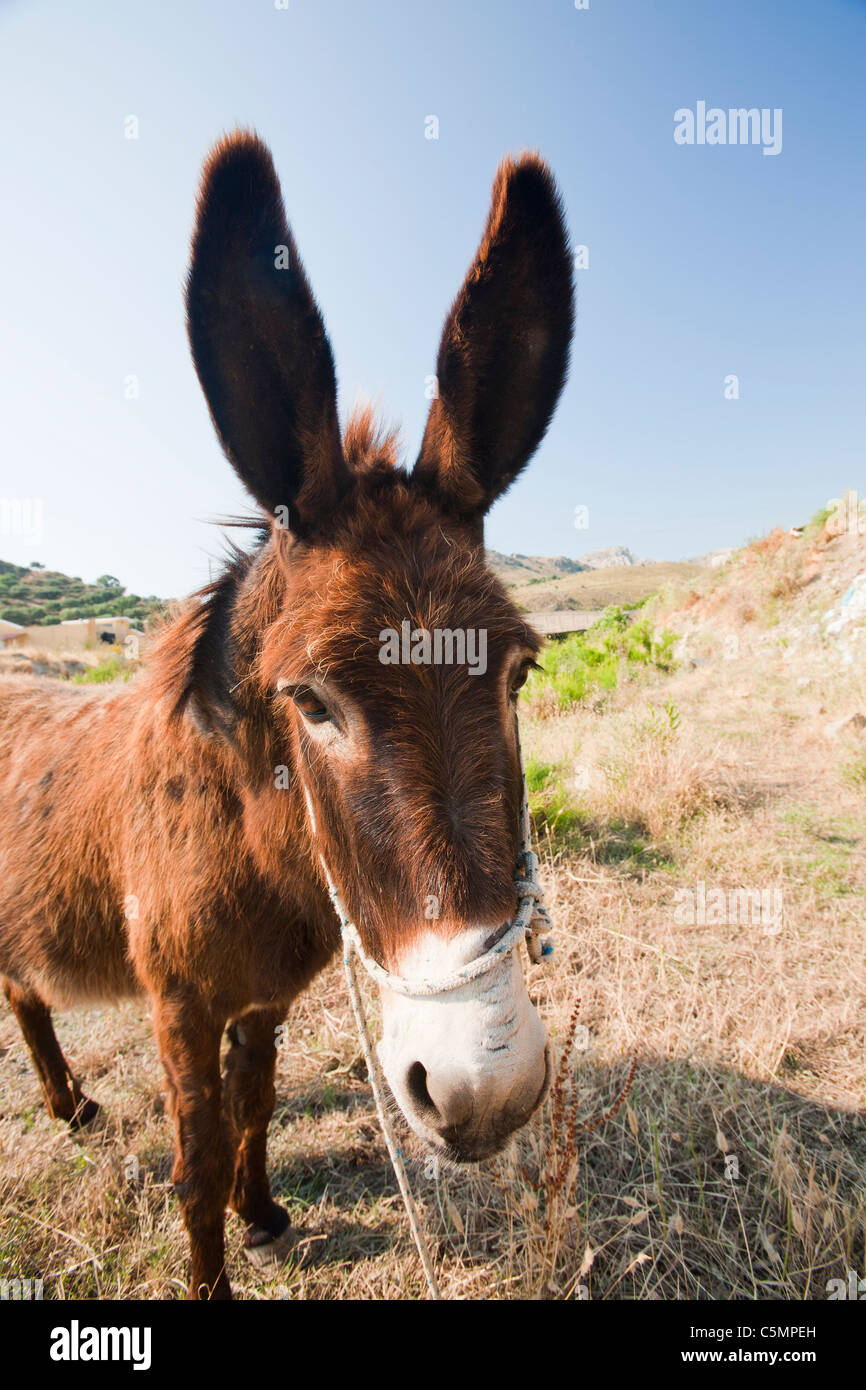 Les agriculteurs un âne attaché dans une rivière à sec de Skala Eresou sur Lesbos, Grèce. Banque D'Images