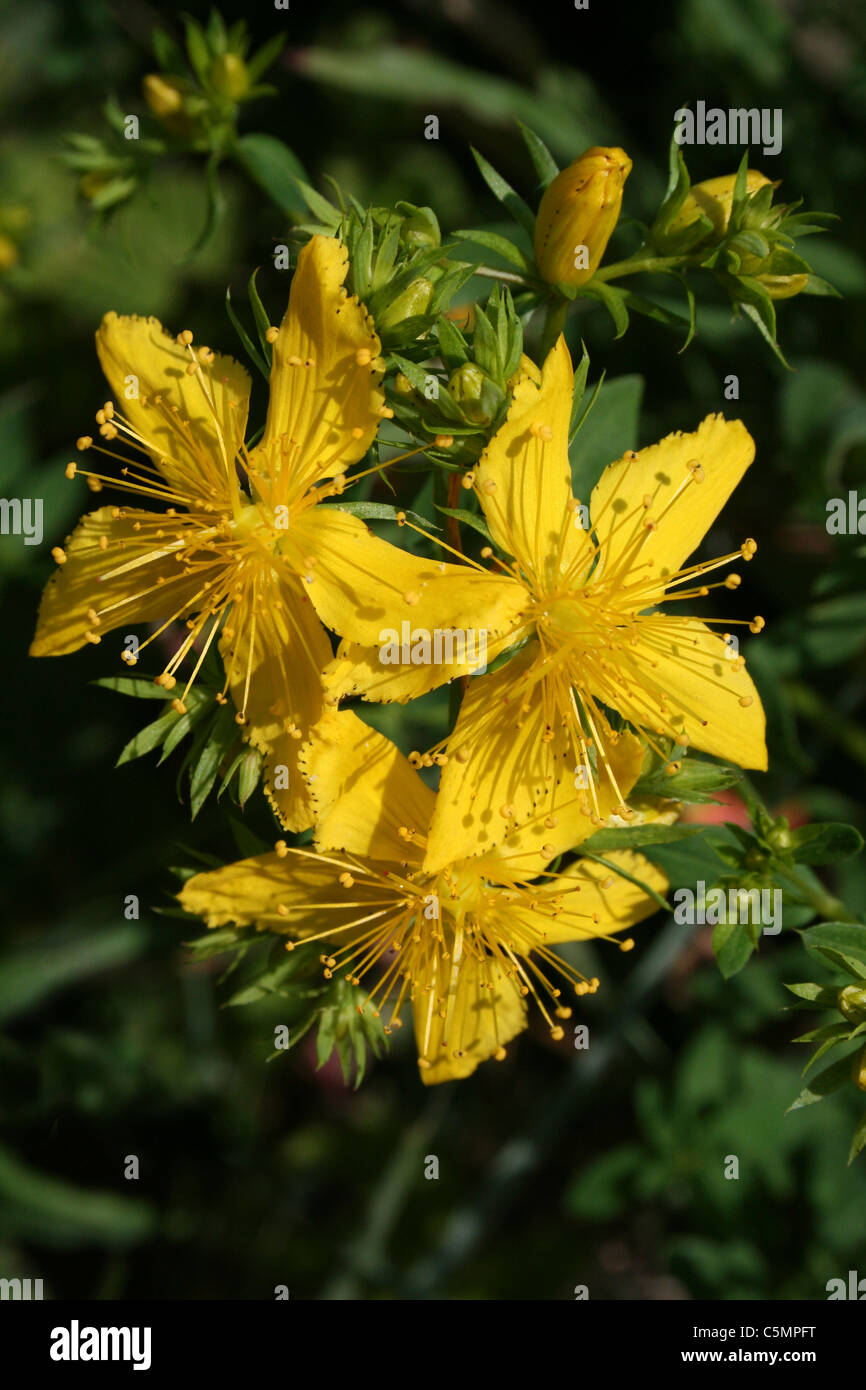 Perforer St John's-Millepertuis Hypericum perforatum Banque D'Images