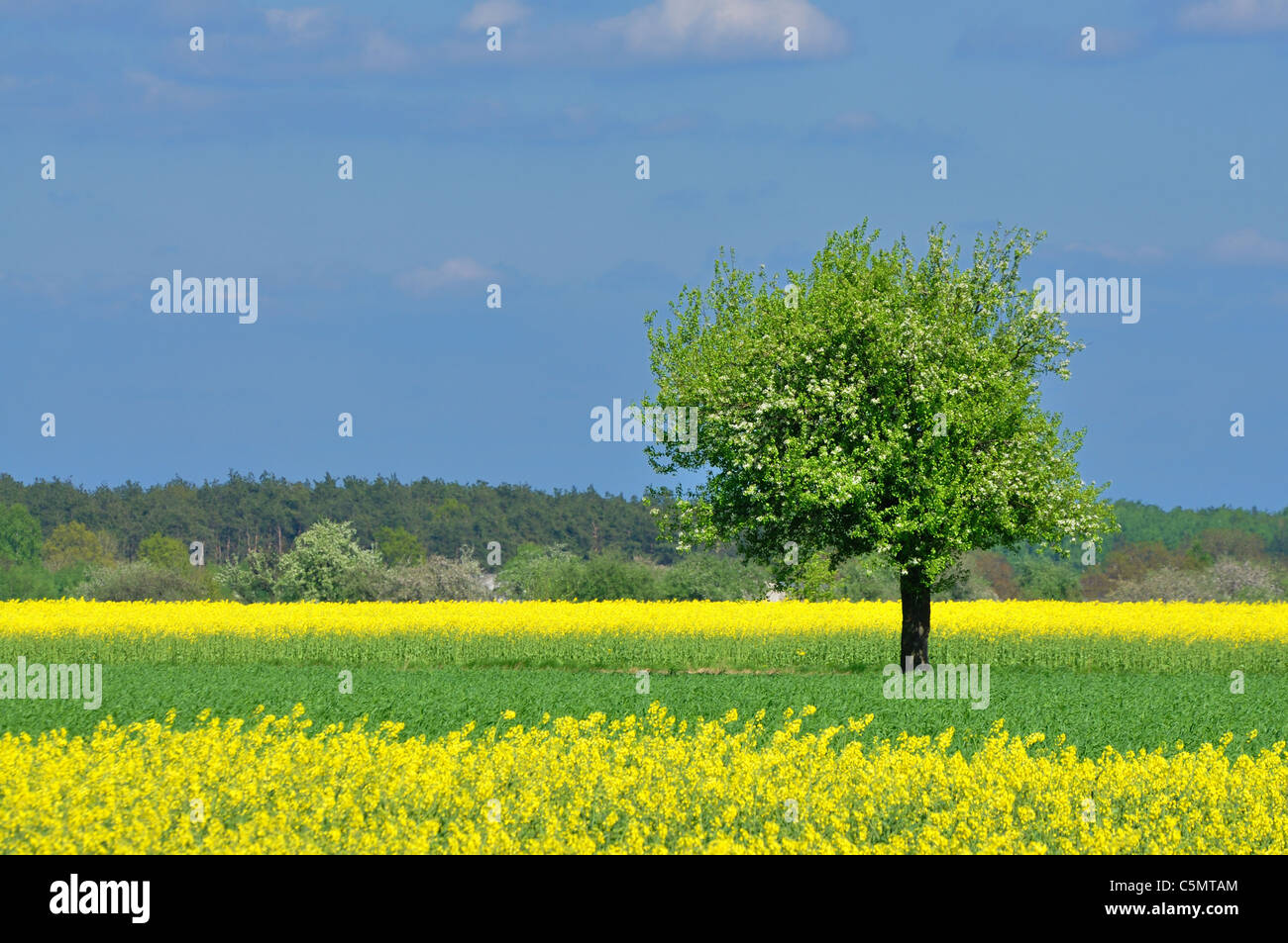 Paysage de printemps - lonely tree, prairie et ciel bleu Banque D'Images