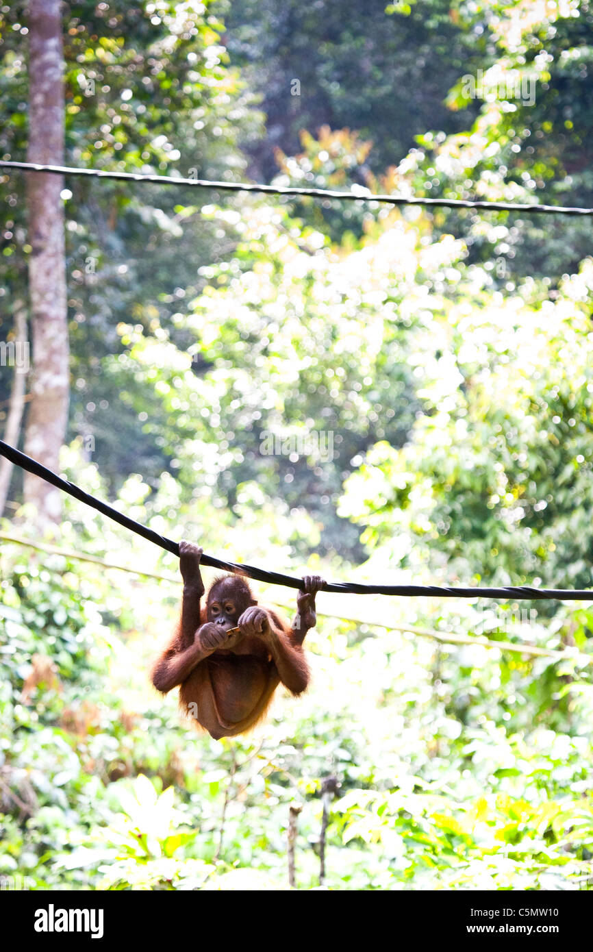 SABAH, Bornéo malaisien sept ans orang-outan (Pongo pygmaeus) Rony est suspendu à une corde au bord de la jungle Banque D'Images