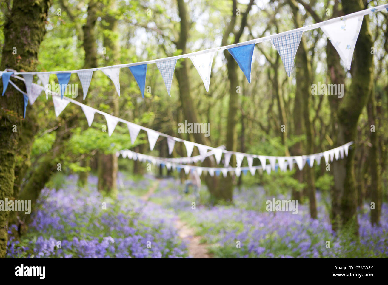 Bunting Vintage en bois bluebell Dorset, Angleterre, Royaume-Uni Banque D'Images
