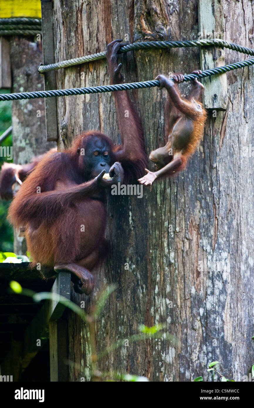 SABAH, Bornéo malaisien mère orang-outan (Pongo pygmaeus) Britt observe ses dix mois à Charlie qu'il joue Banque D'Images