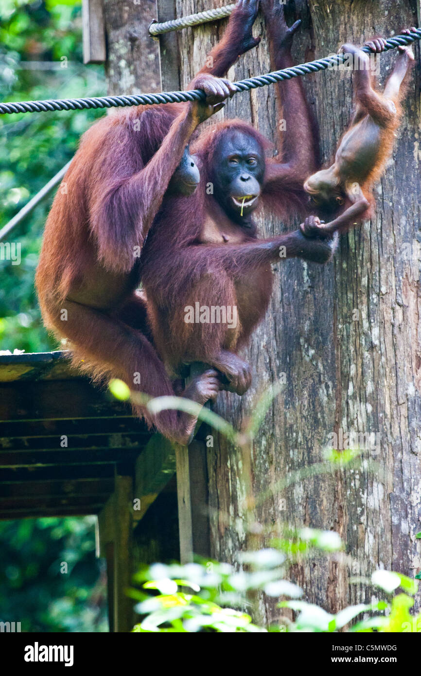 SABAH, Bornéo malaisien mère orang-outan (Pongo pygmaeus) Britt observe ses dix mois à Charlie qu'il joue Banque D'Images