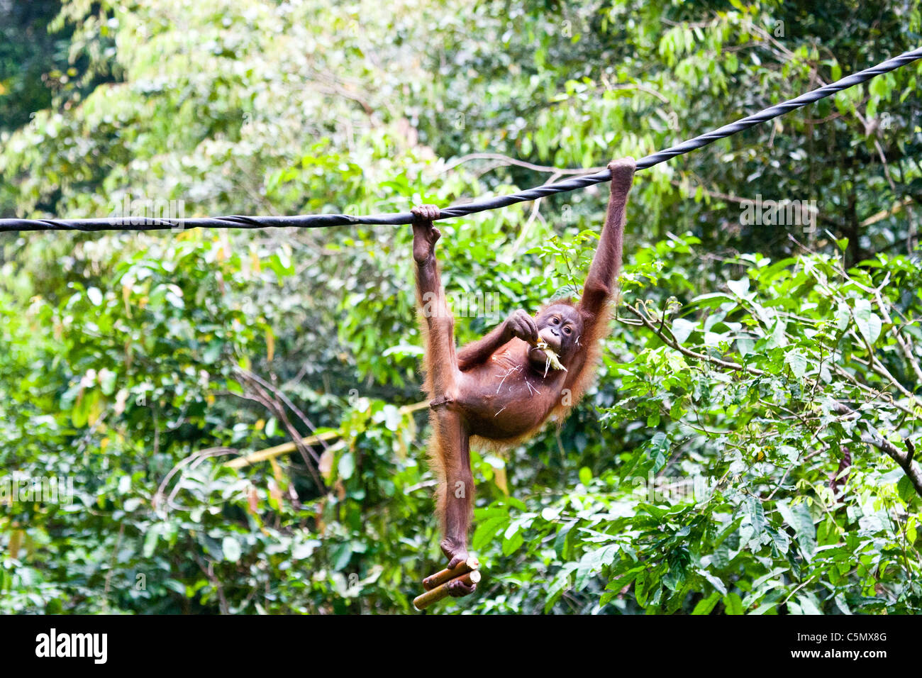 SABAH, Bornéo Malaisien Rony, un enfant de sept ans orang-outan (Pongo pygmaeus), est suspendu à une corde et en mangeant. Banque D'Images