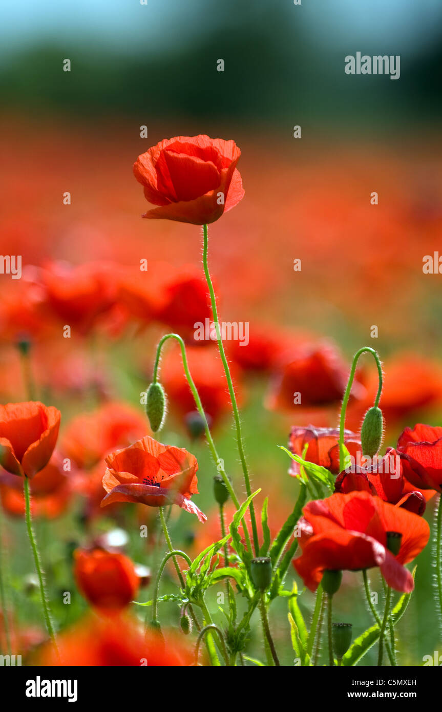 Champ de coquelicots dans les East Midlands Banque D'Images