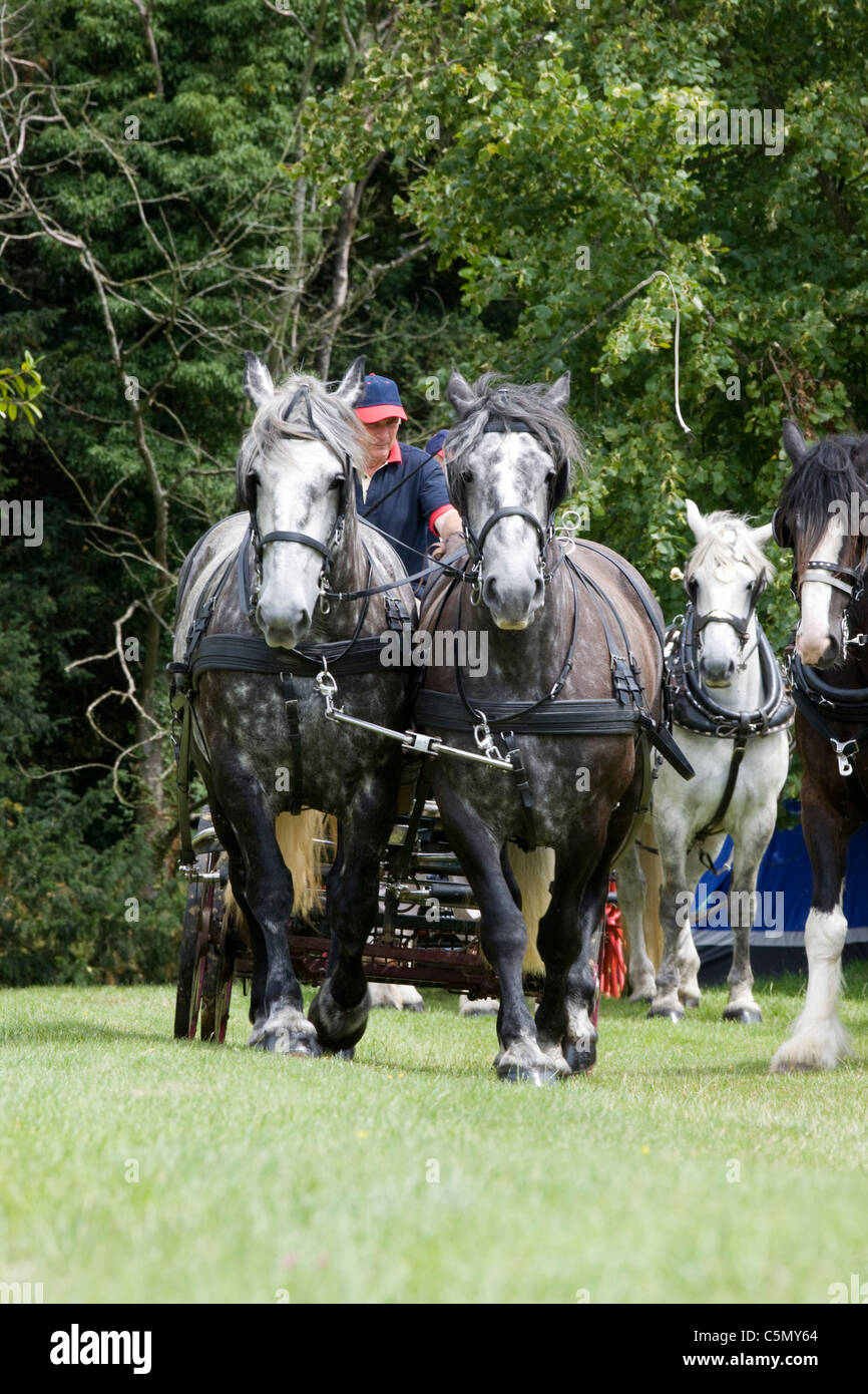 Des chevaux de race percheronne née dans le Perche Valley dans le nord de la France pour un spectacle Equus ferus caballu Banque D'Images