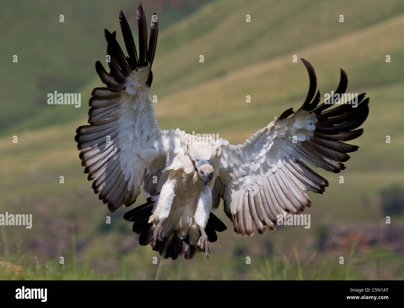 Vautour du cap en vol avec des ailes propagation Banque D'Images