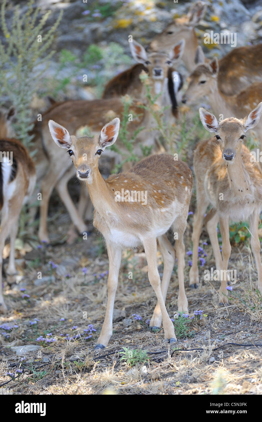 Une vue inhabituelle en Grèce, 'Bambi' cerfs foule le château de Myrina Limnos, nord-est de l'Egée. Banque D'Images