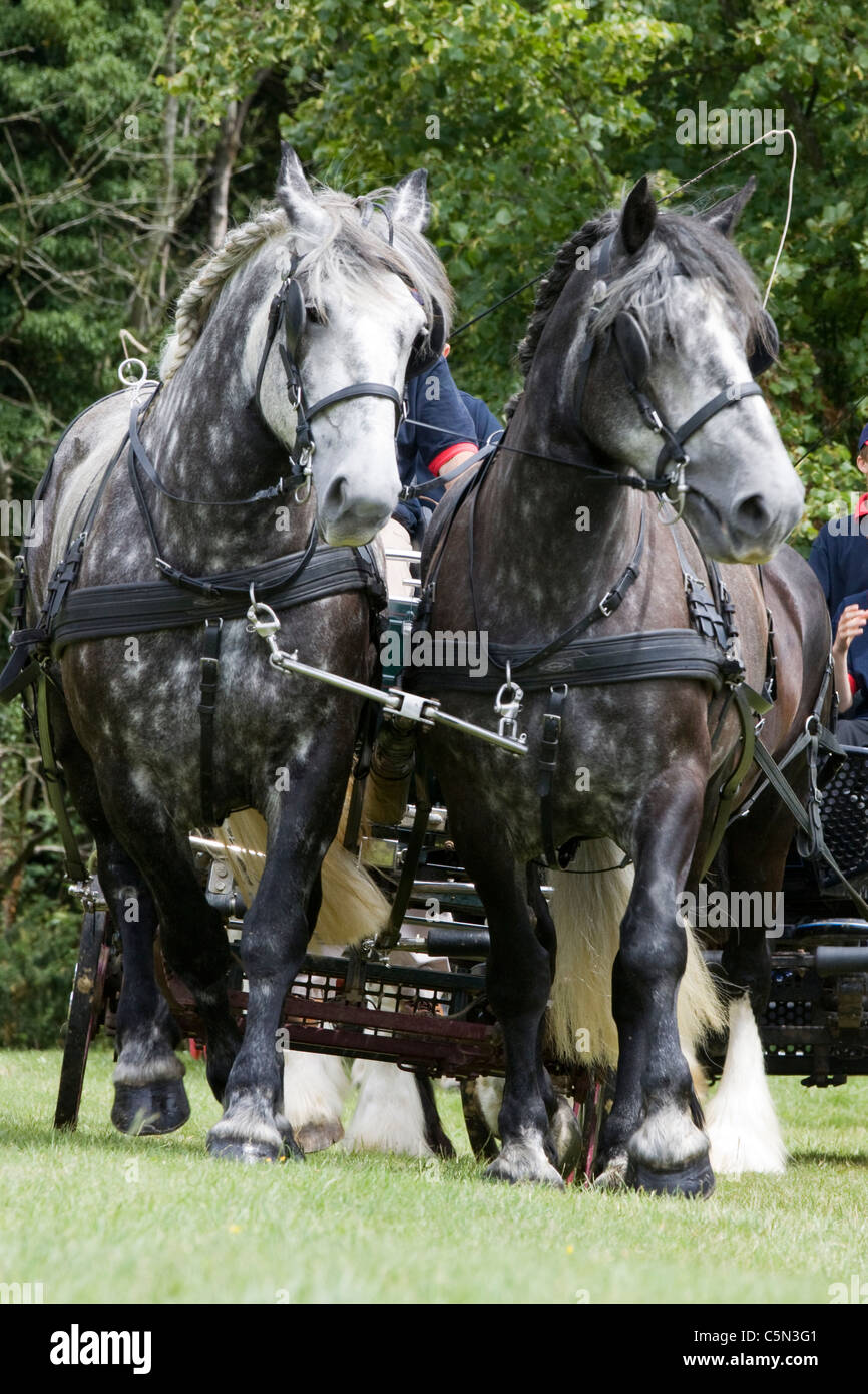 Des chevaux de race percheronne née dans le Perche Valley dans le nord de la France pour un spectacle Equus ferus caballu Banque D'Images