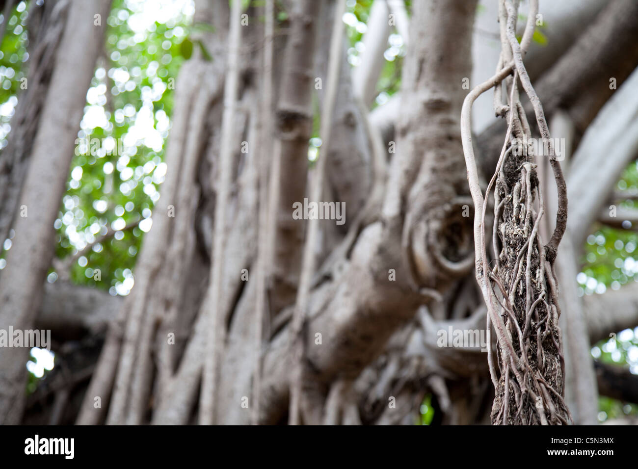 Arbre de banian (Ficus benghalensis) rare les racines des arbres poussent des branches La Havane Cuba Banque D'Images