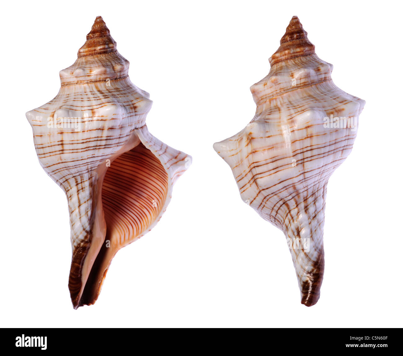 Conque cheval trapèze / Le Renard Rayé Conch seashell (Pleuroploca trapezium) c10cm Banque D'Images
