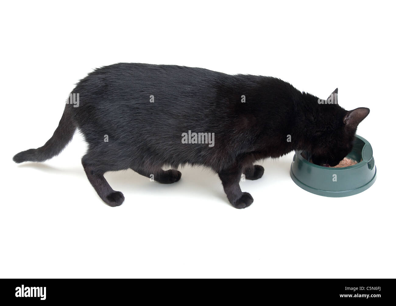 Manger de chat un bol sur un fond blanc Banque D'Images