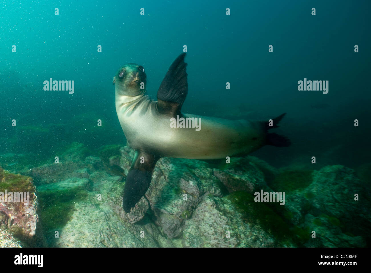 Lion de mer Galapagos, Zalophus wollebaeki, Galapagos, Equateur Banque D'Images