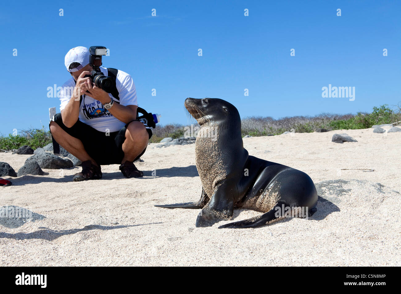 Lion de mer Galapagos photographie touristique, Zalophus wollebaeki, au nord de l'île Seymour, Galapagos, Equateur Banque D'Images