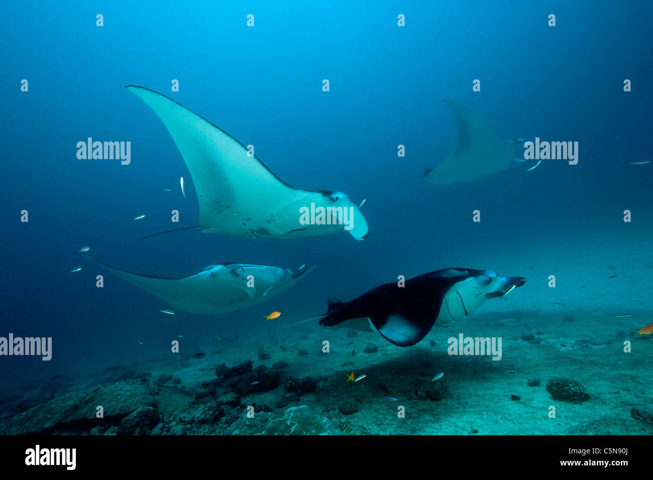 Groupe de nettoyage station de Manta, Manta birostris, de l'Océan Indien, les Maldives Banque D'Images