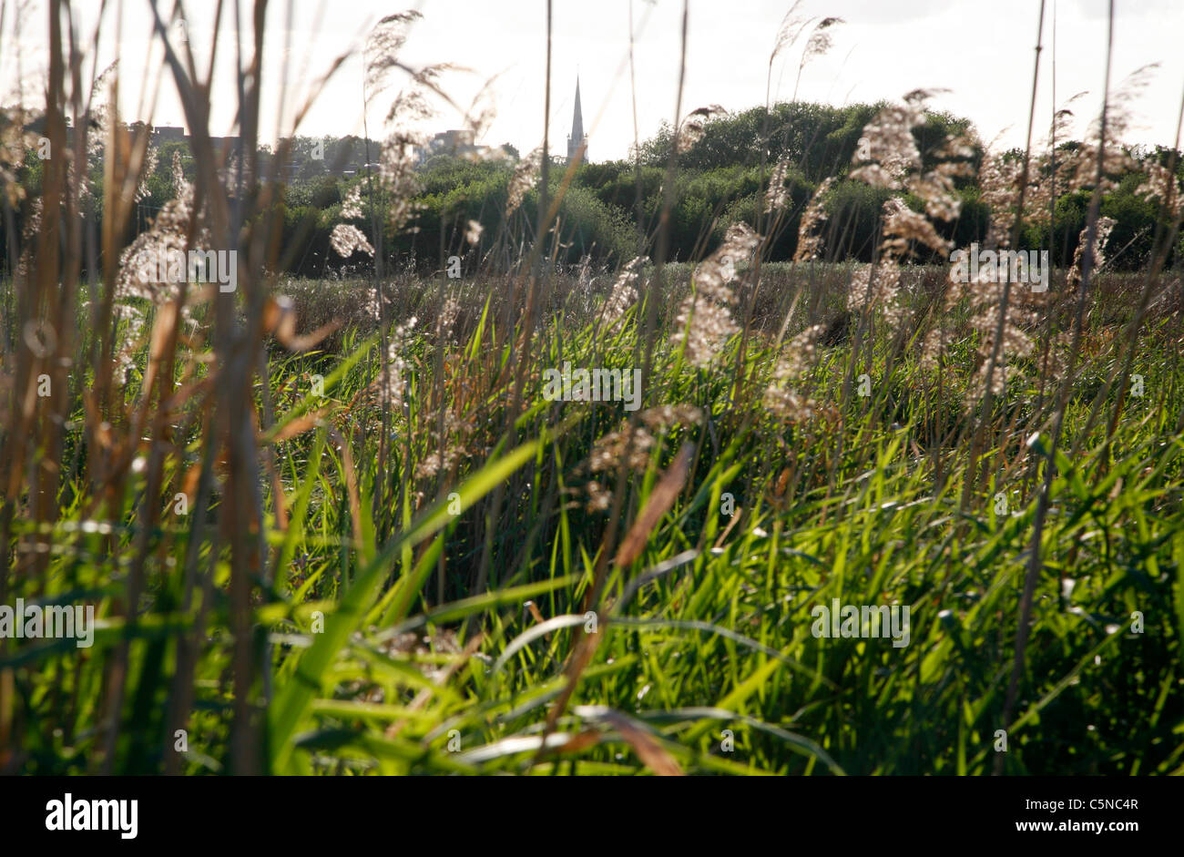 Vue sur les marais de Walthamstow à l'Église orthodoxe géorgienne église cathédrale sur Stamford Hill , London, UK. Banque D'Images
