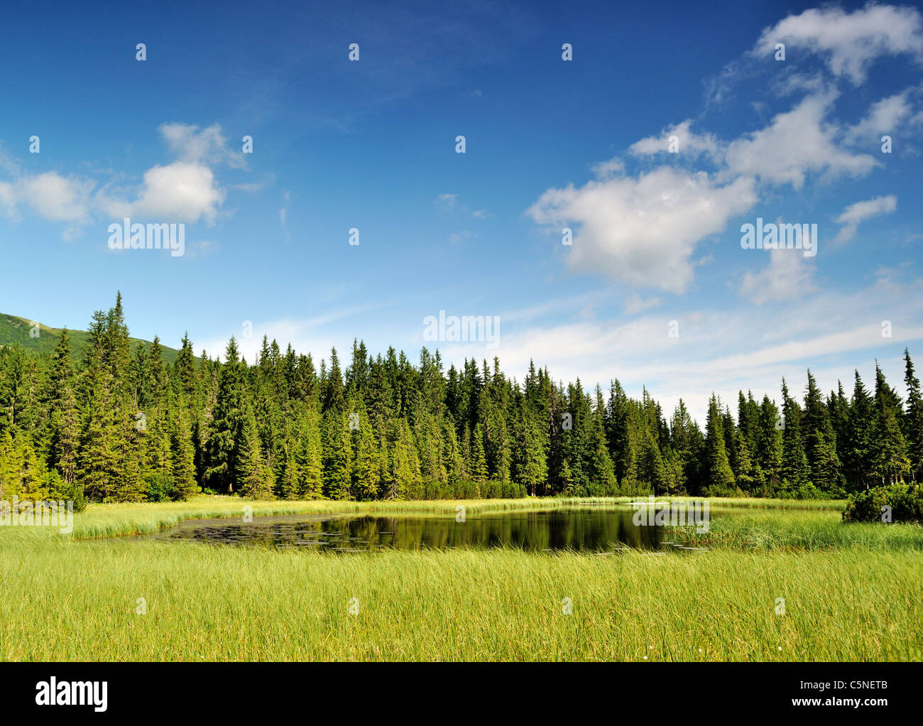 Marichaika mystérieux lac dans la forêt. Les montagnes des Carpates. L'Ukraine Banque D'Images