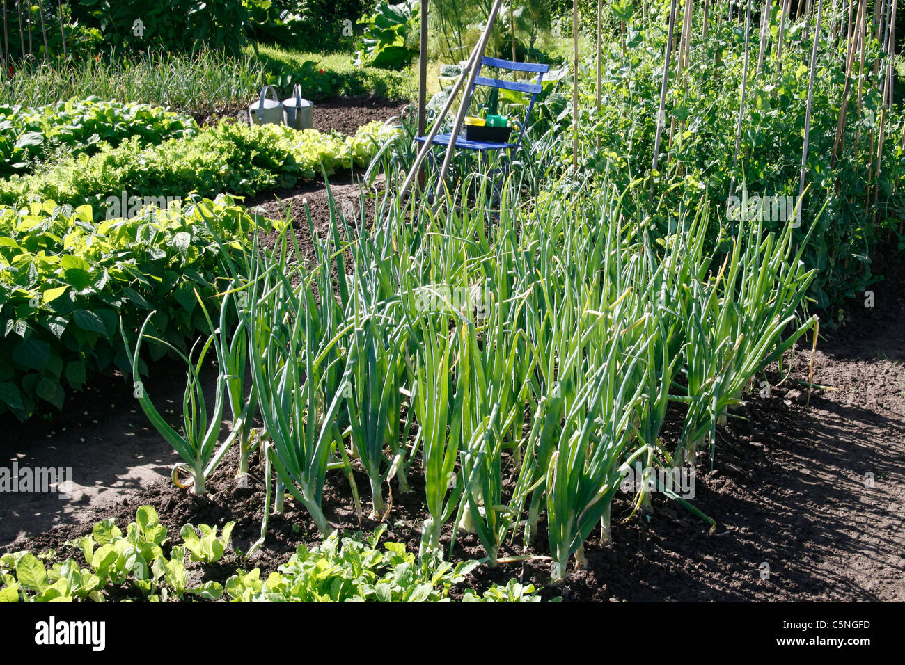 Lit mixte de l'oignon (Allium cepa) croissant dans le potager. Banque D'Images