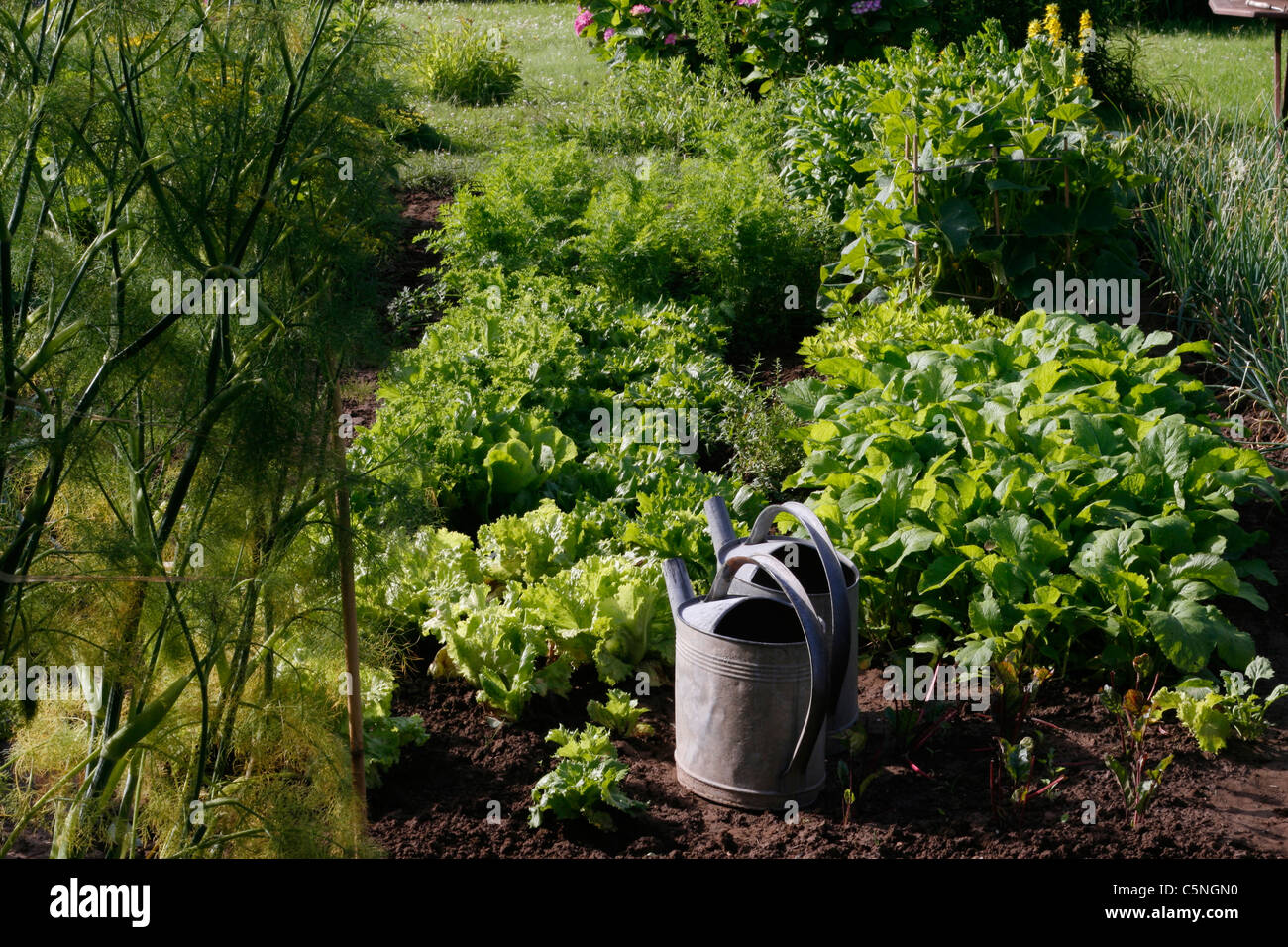 Les potagers de laitue, navets, carottes, concombres peu avec deux arrosoirs zinc Banque D'Images