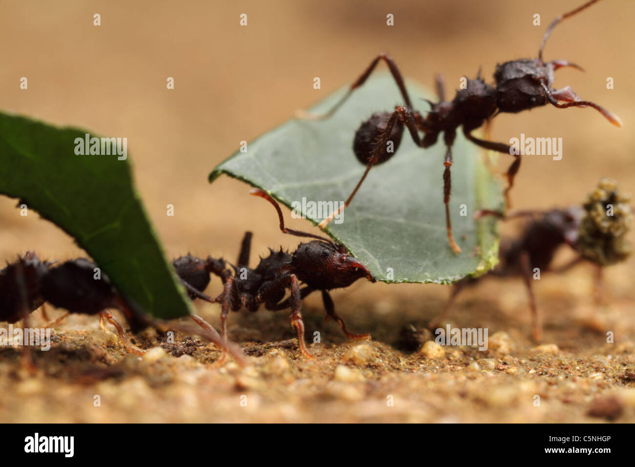 Fourmis découpeuse au travail Banque D'Images