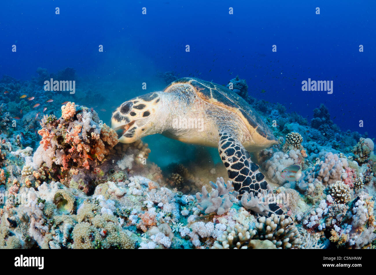 Tortue se nourrissant des coraux mous, Mer Rouge, Sinaï, Égypte, Tiran Banque D'Images