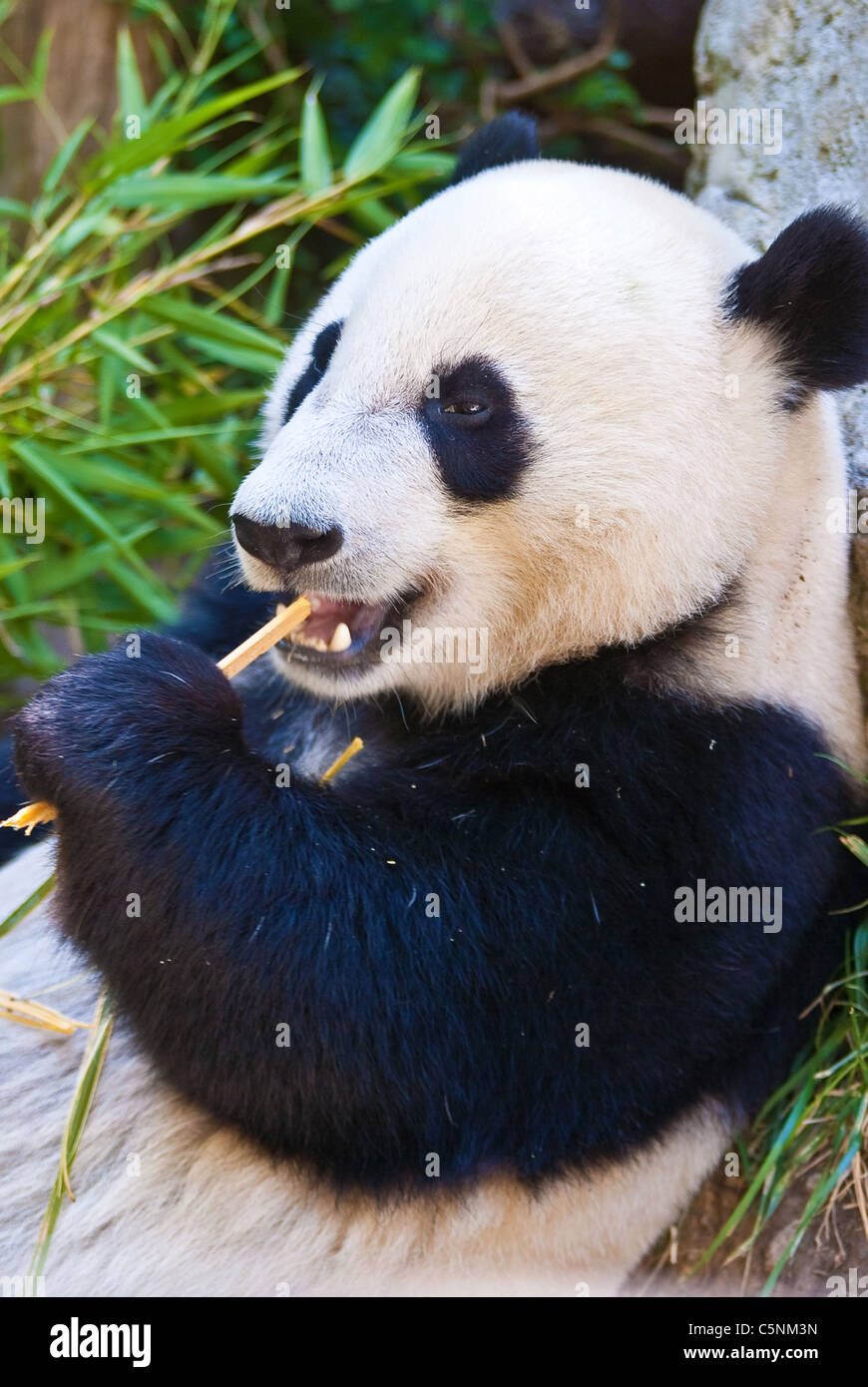 Un panda mange du bambou. Banque D'Images