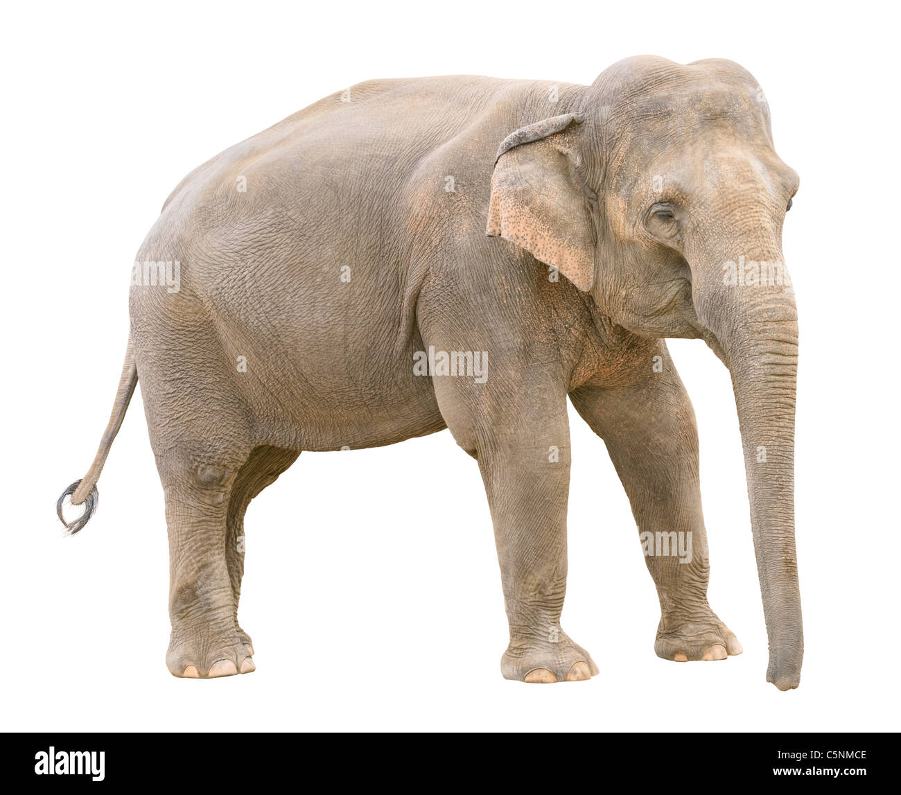 Éléphant asiatique jeune femme isolée sur fond blanc Banque D'Images