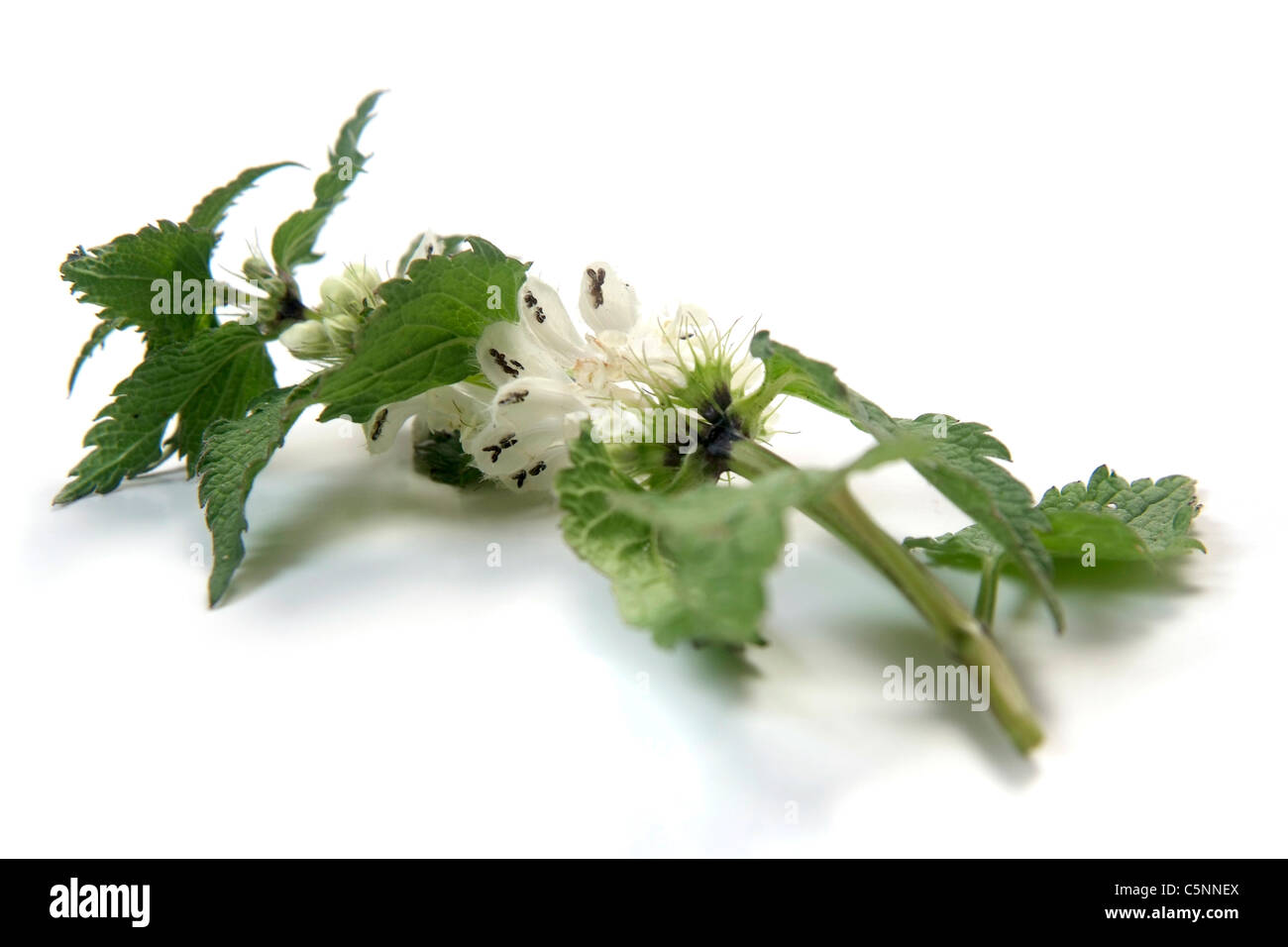 White deadnettle avec feuilles et fleurs Banque D'Images