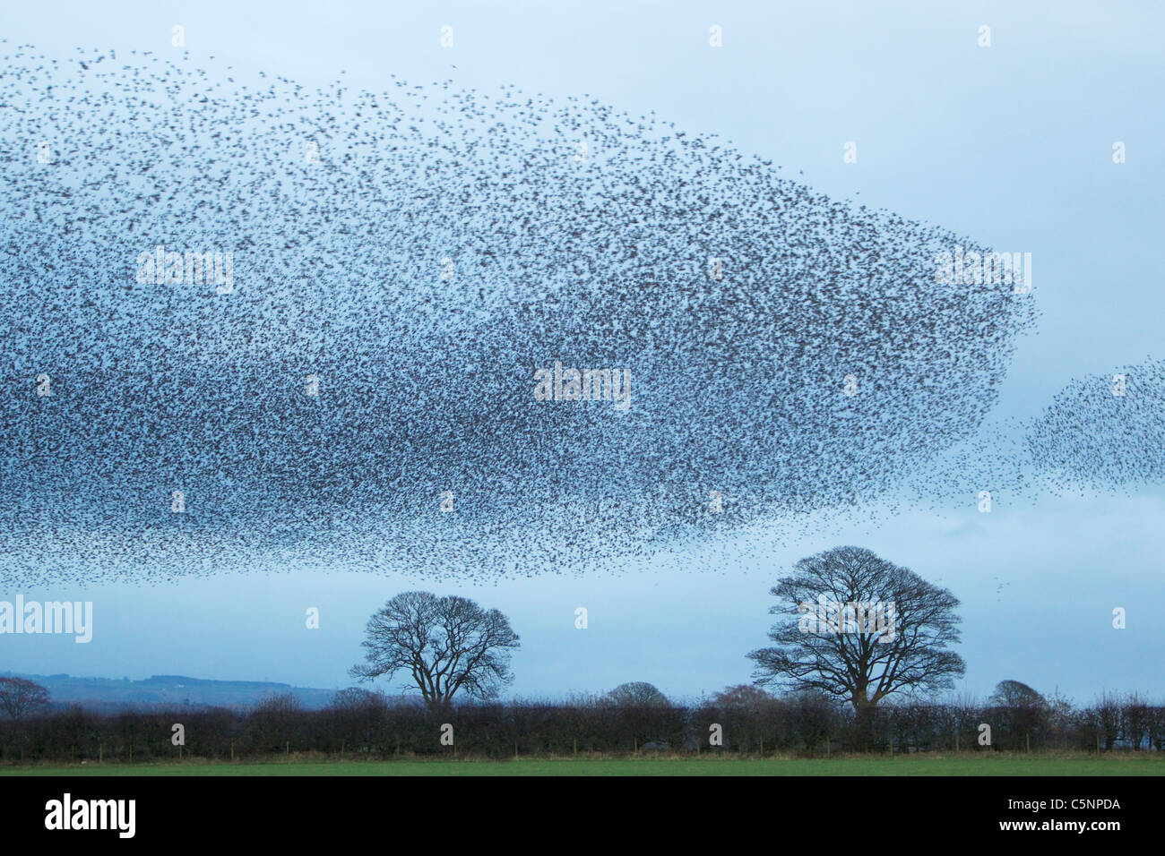 Starling - rassemblement de troupeau énorme au repos se trouvant Sturnus vulgaris le Sud de l'Ecosse BI020518 Banque D'Images