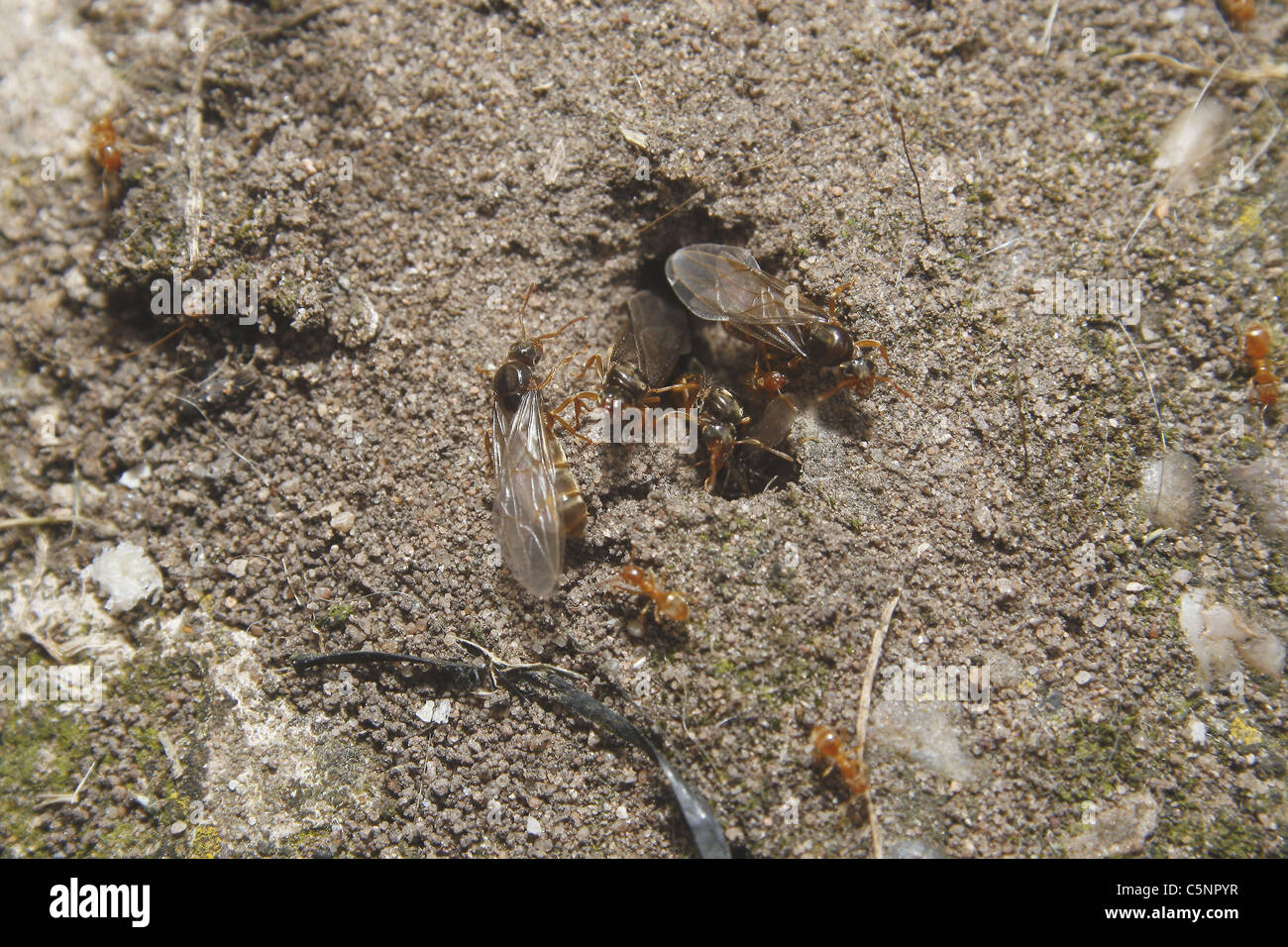 Fourmis rouges volant dans le jardin. Worksop, Notts, Angleterre Myrmica rubra Banque D'Images