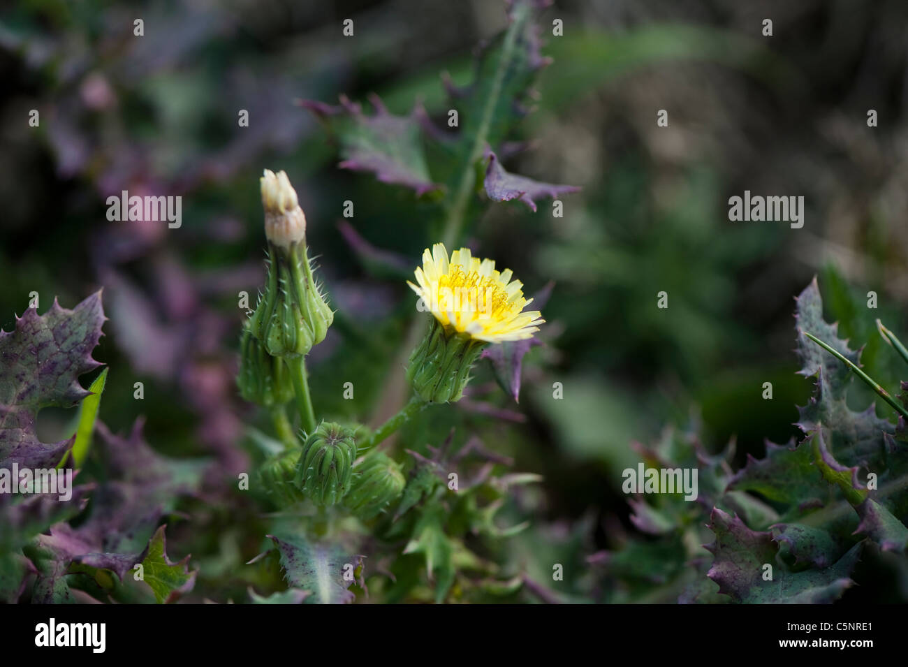 Sow-Thistle Sonchus oleraceus, lisse, en fleurs Banque D'Images