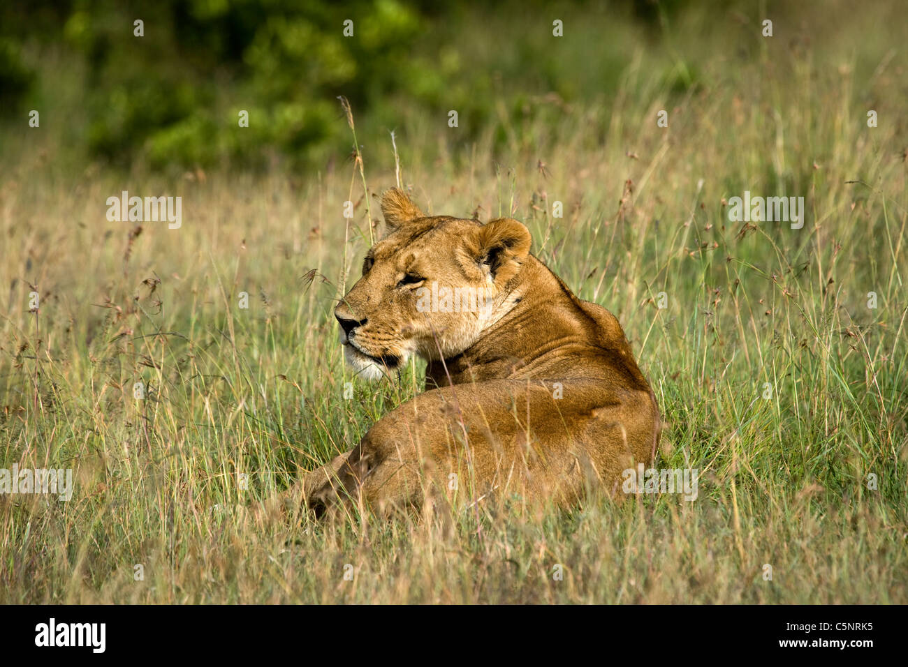 Lionne africaine, Masai Mara, Kenya, Afrique de l'Est Banque D'Images