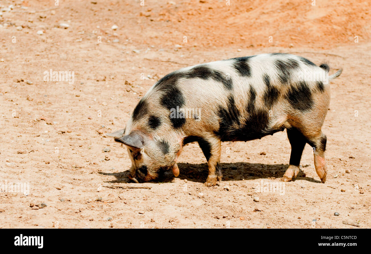 Un cochon à la ferme Banque D'Images