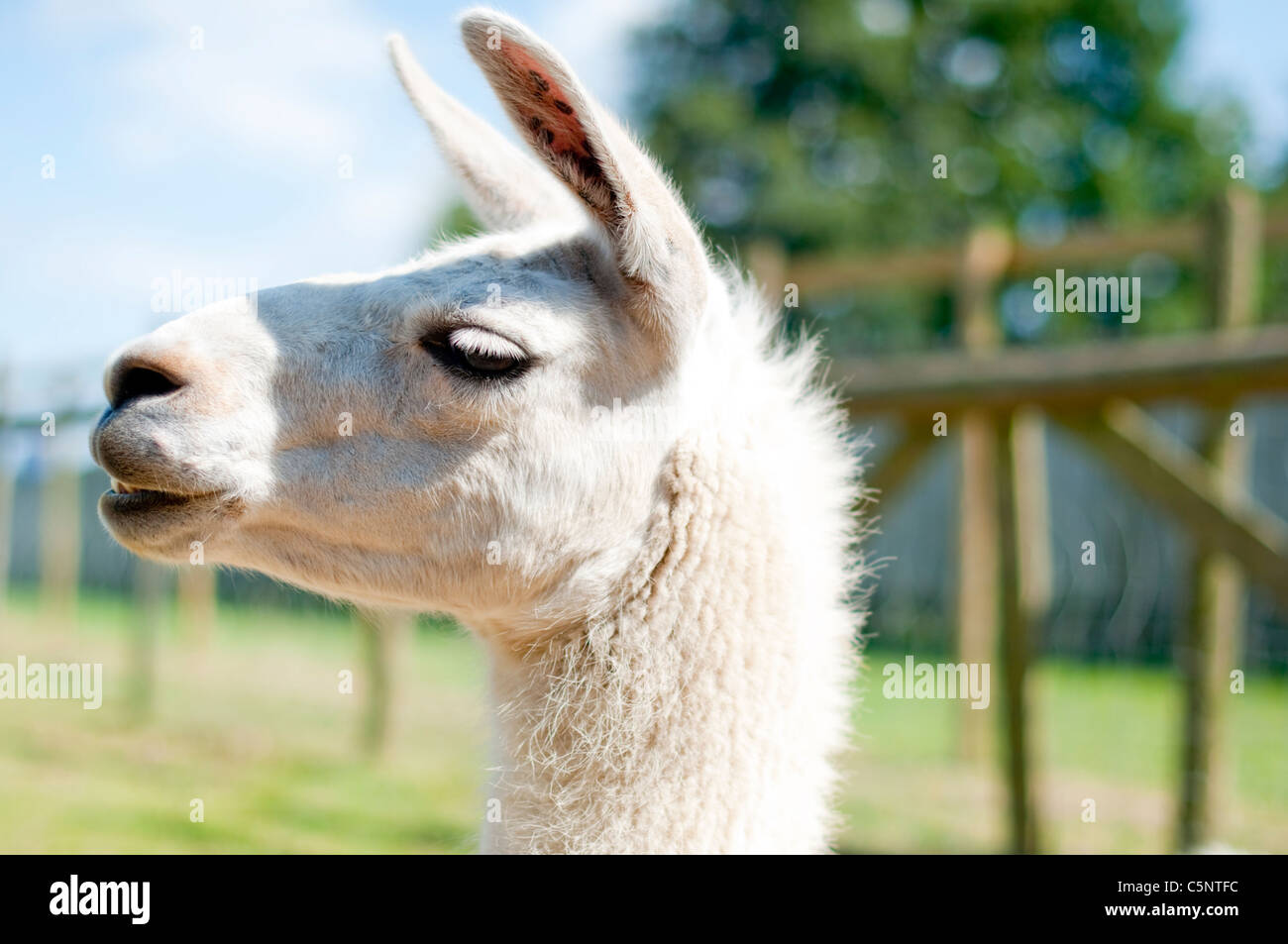 Portrait d'un lama blanc Banque D'Images