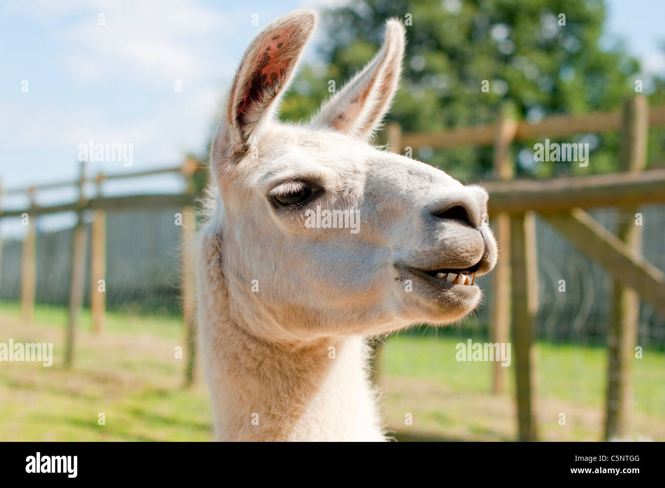 Un lama souriant Banque D'Images