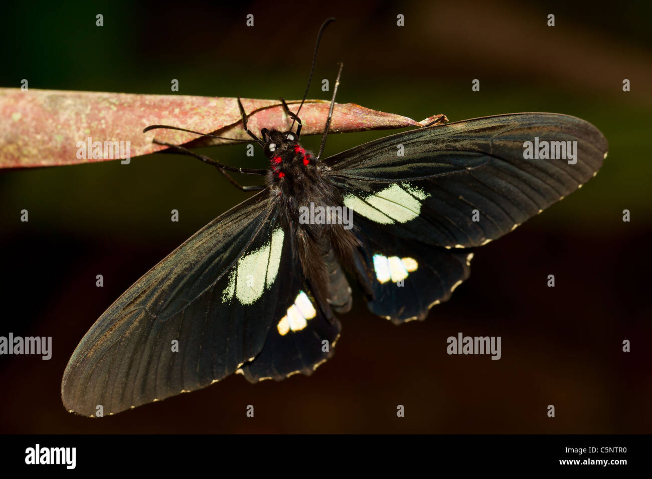 L'Parides Arcas appelé aussi coeur vache tourné en forêt tropicale équatorienne Banque D'Images