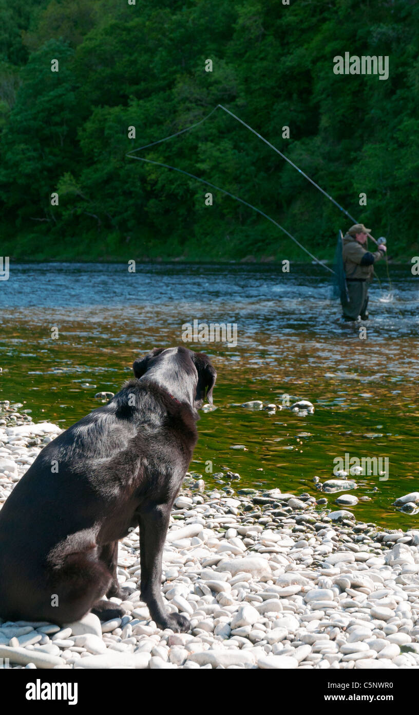 Labrador noir chien regardant son propriétaire la pêche à la mouche sur la rivière Tweed, Ecosse Banque D'Images