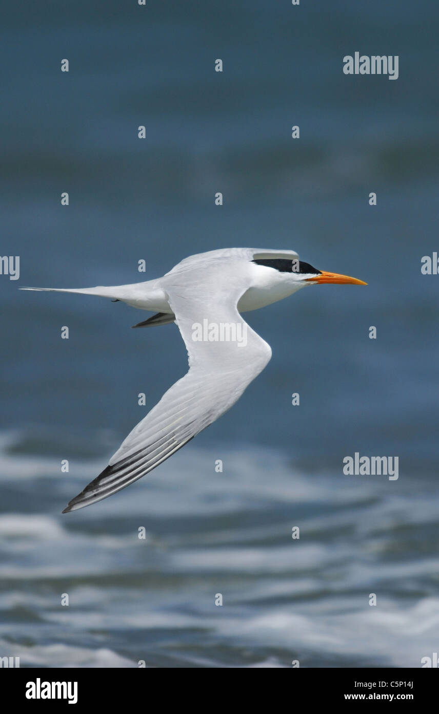 A Royal Tern (Sterna maxima) battant Tanji Beach passé, la Gambie Banque D'Images