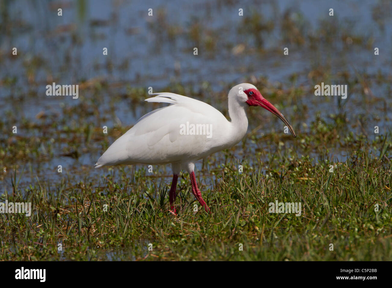 Ibis blanc (Eudocimus caoutchouc) Banque D'Images