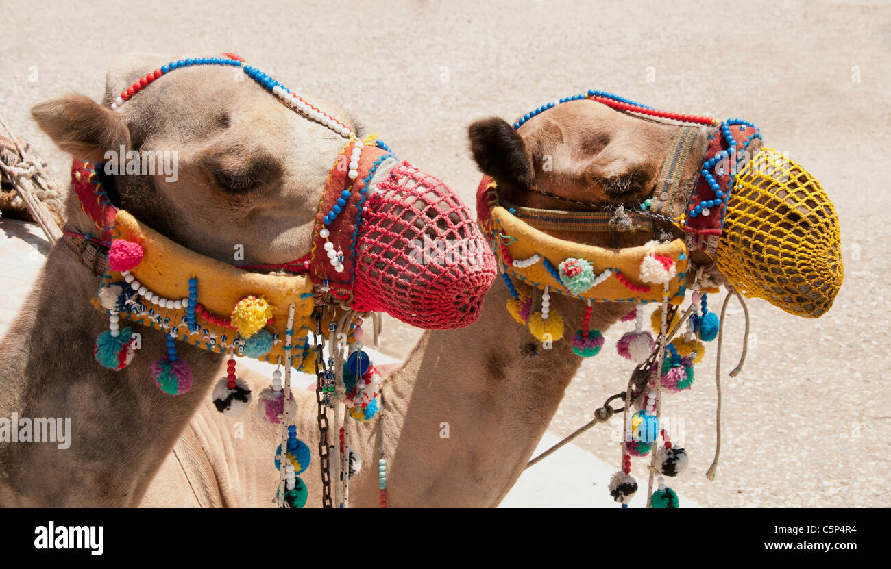 Turquie turc Camel Camels tête Perge PergaTürkiye ,tyɾcije, République de Turquie ,turc, Türkiye Banque D'Images