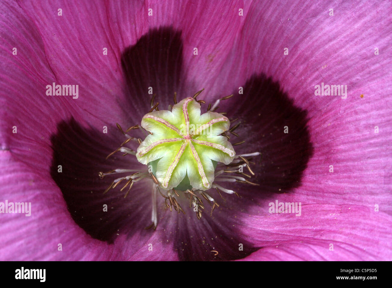 Close-up of a Purple fleur de pavot Papaver somniferum Banque D'Images