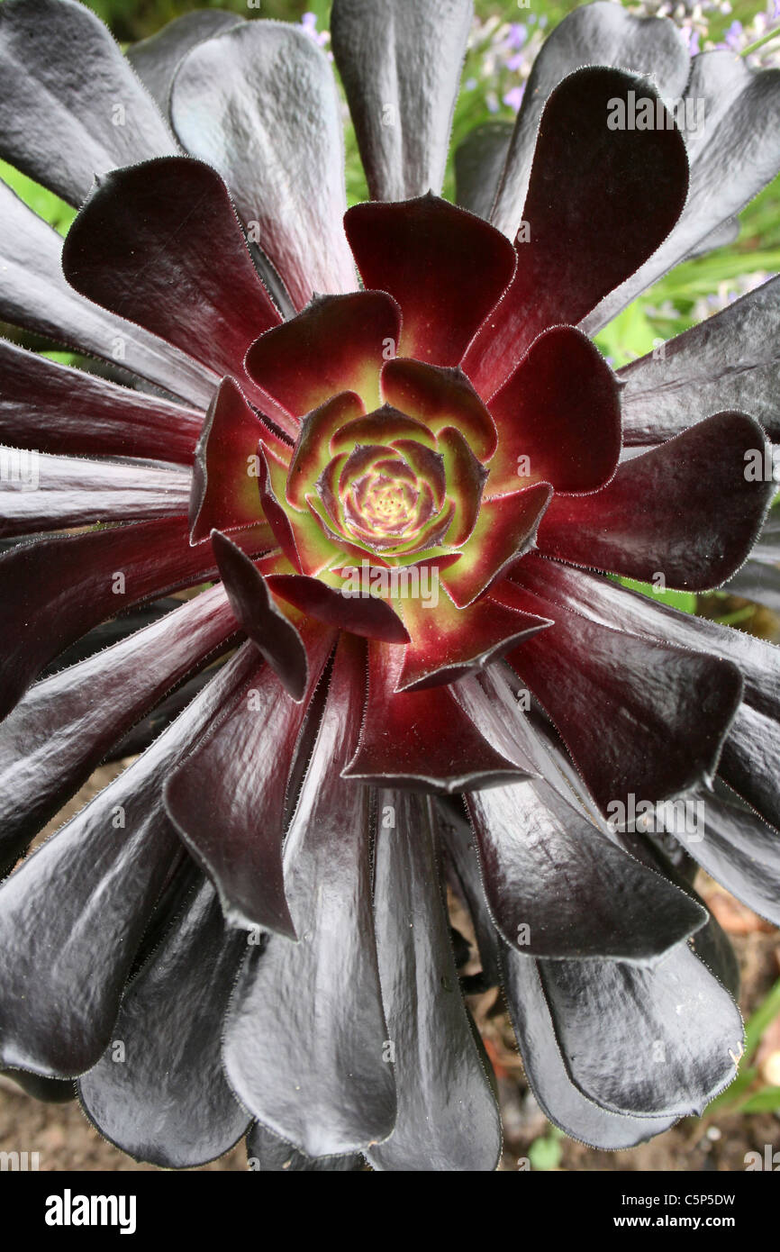 Black Tree Aeonium Aeonium arboreum var atropurpureum 'Schwarzkopf' Banque D'Images