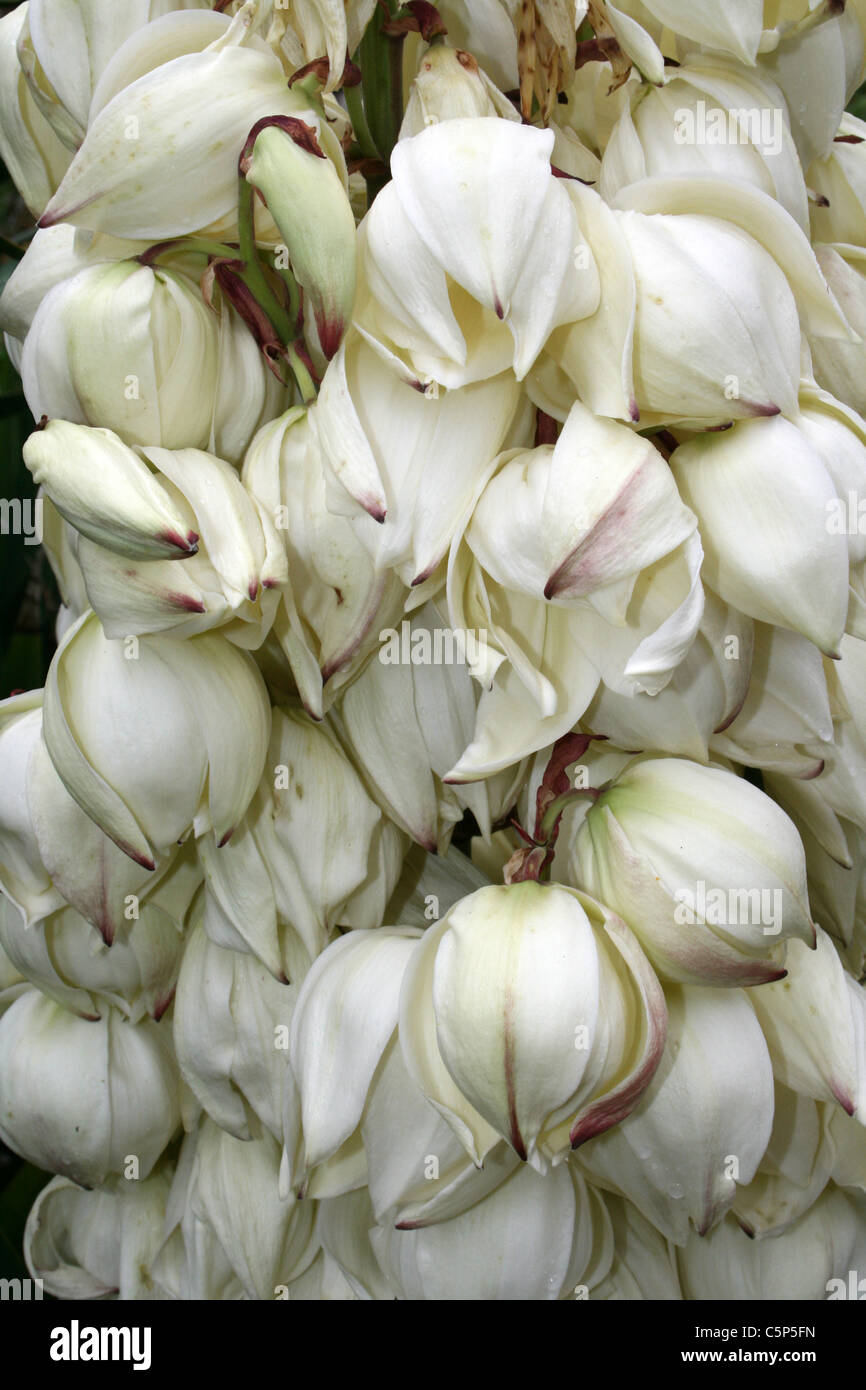 Fleurs de jardin Blanc crème Banque D'Images