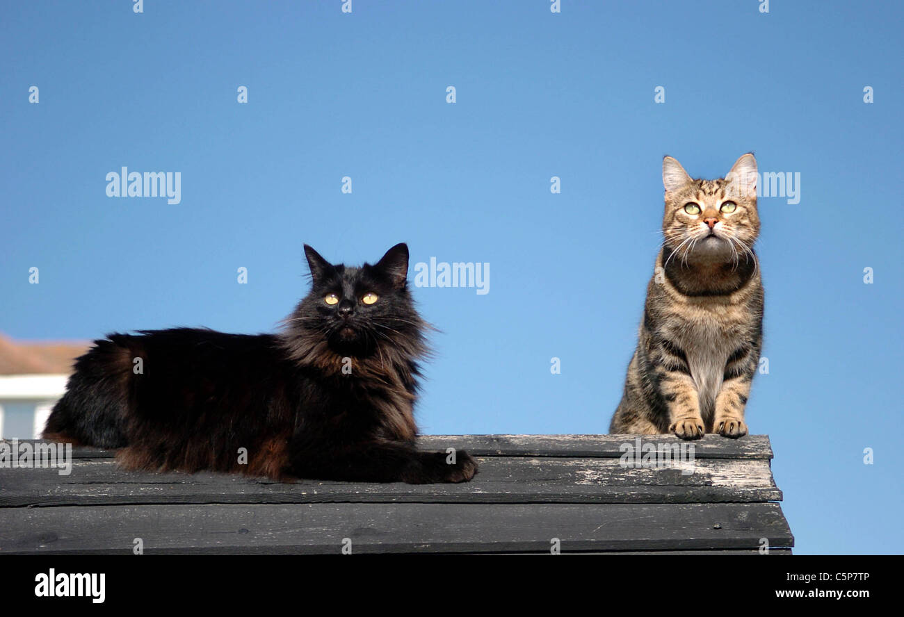Les chats assis au soleil sur un toit Banque D'Images