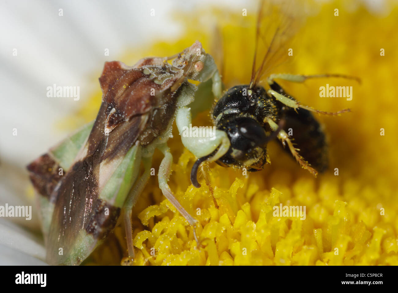 Une embuscade bug (Phymata) aspire le liquide hors d'un digger wasp capturés. Banque D'Images